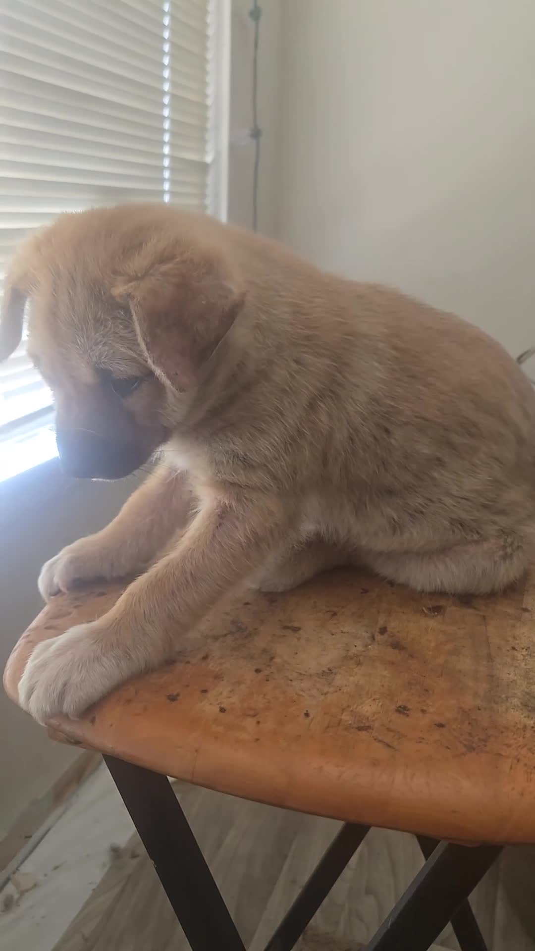 Mixed Breed dogs for sale: Big Brown - Video 1