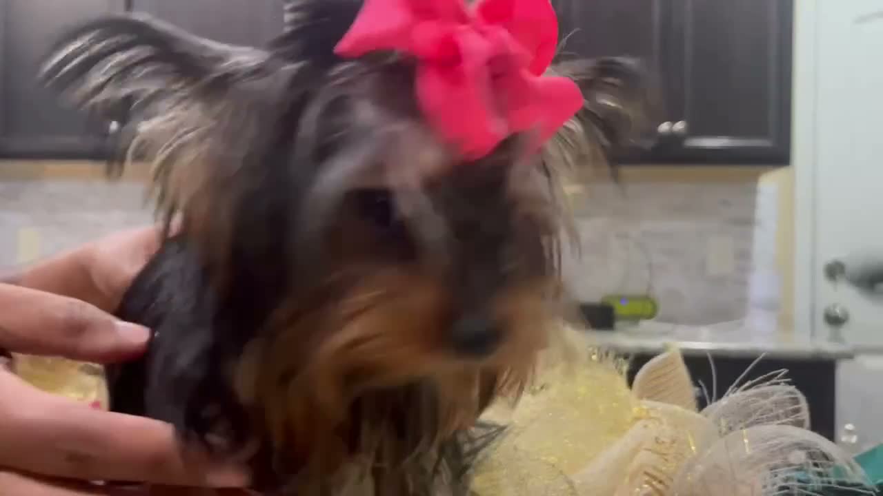 Yorkshire Terrier dogs for sale: Yorkshire Terrier 1 - Video 1