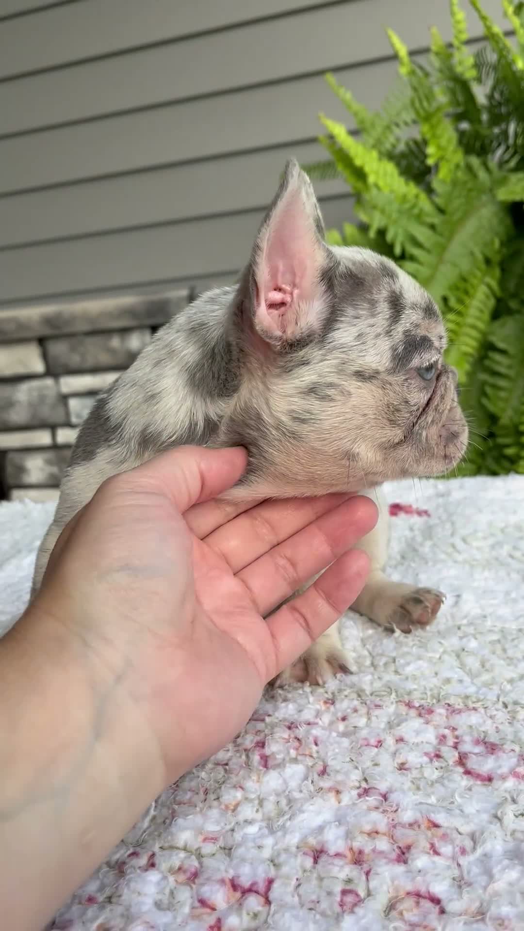 French Bulldog dogs for sale: Rubble - Video 1