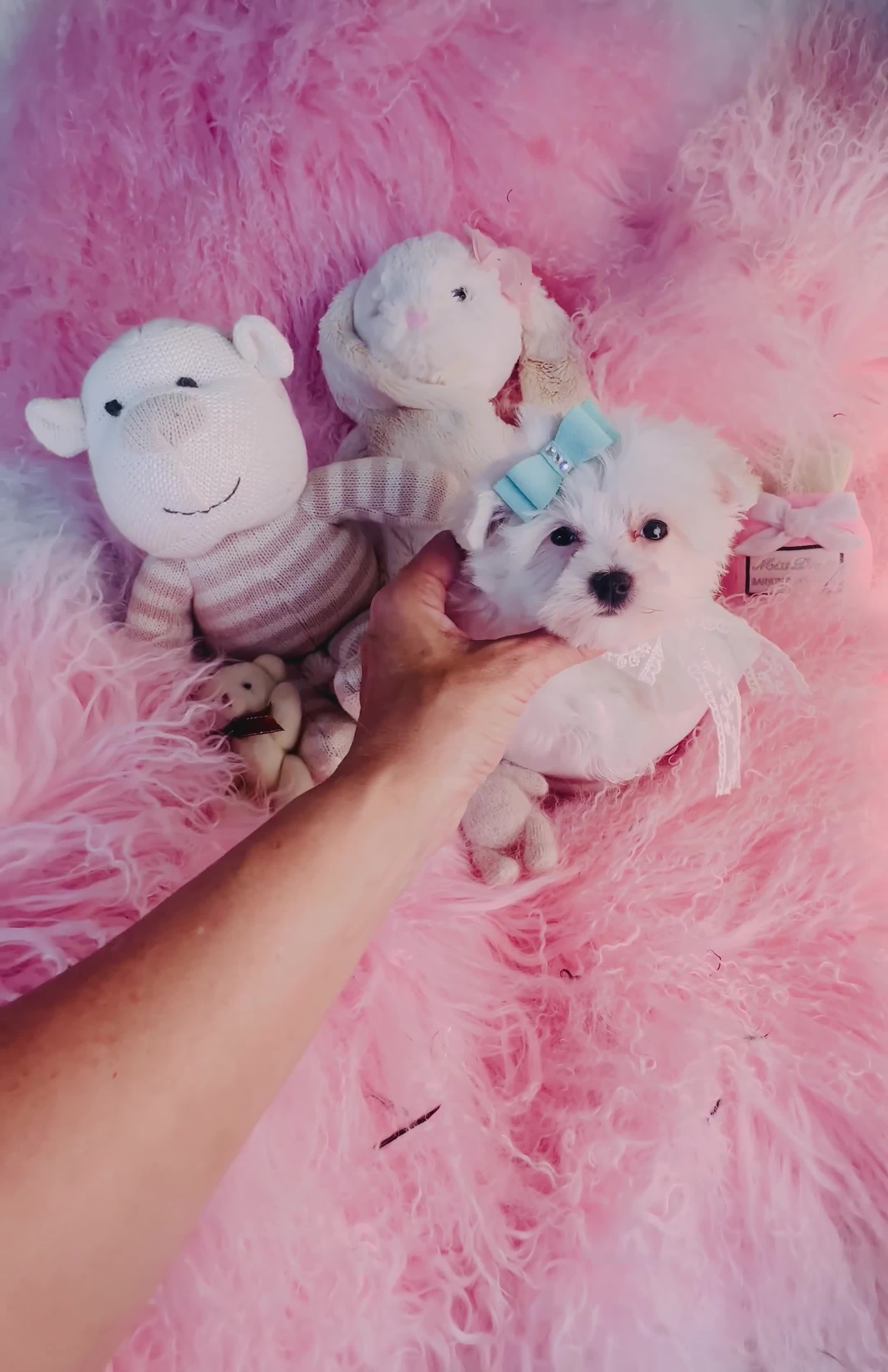 Maltese dogs for sale: Maltese  - Video 1