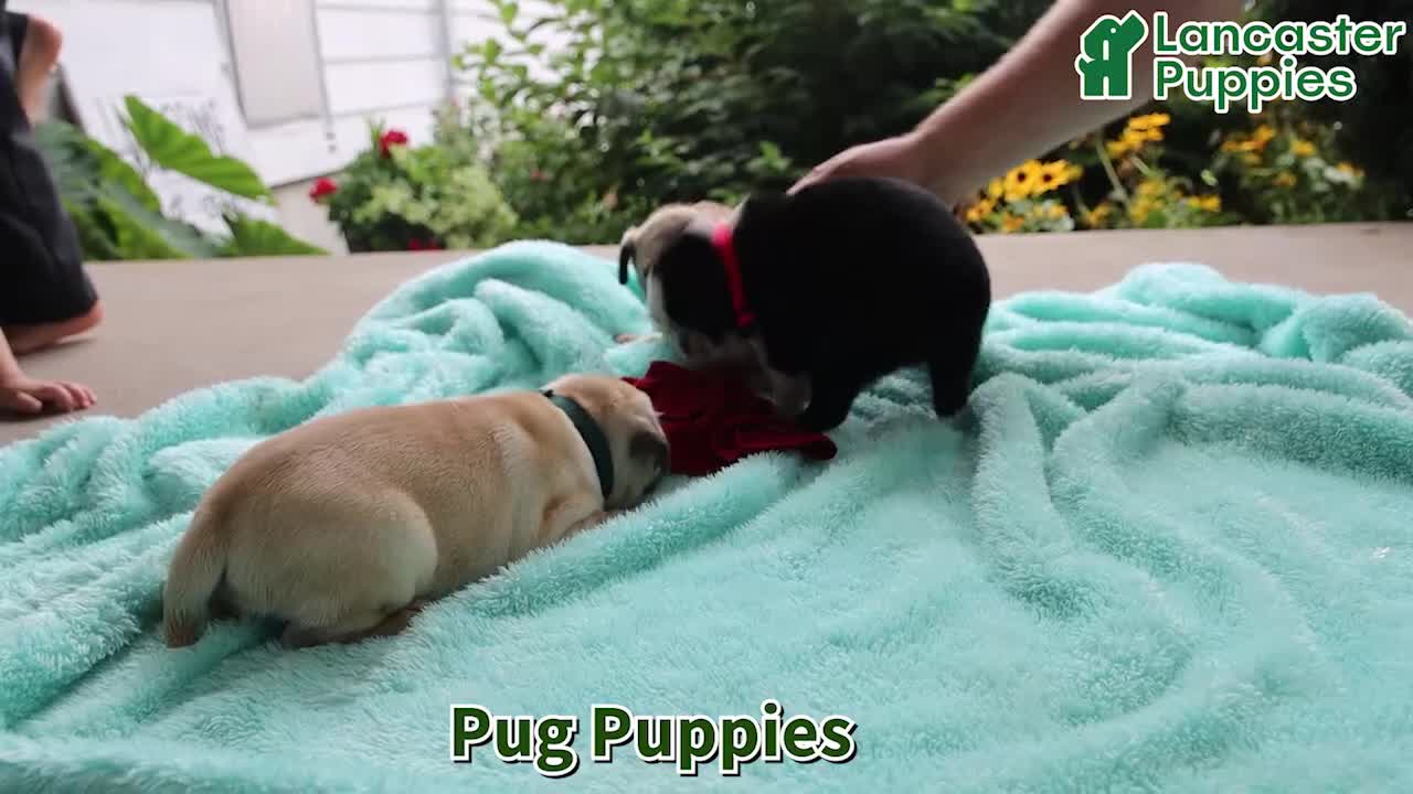 Pug dogs for sale: Abby - Video 1