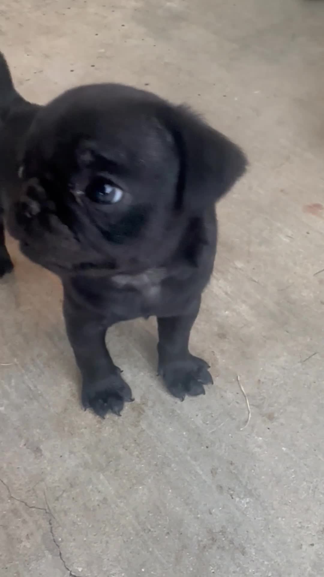 Pug dogs for sale: Pug 2 - Video 2