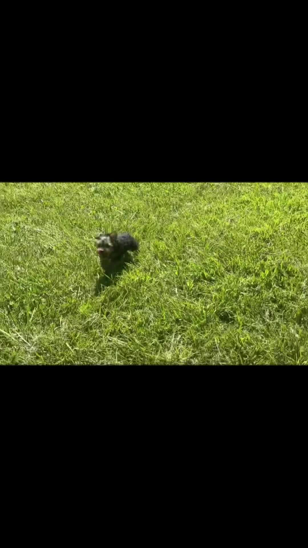 Yorkshire Terrier dogs for sale: Russ - Video 1