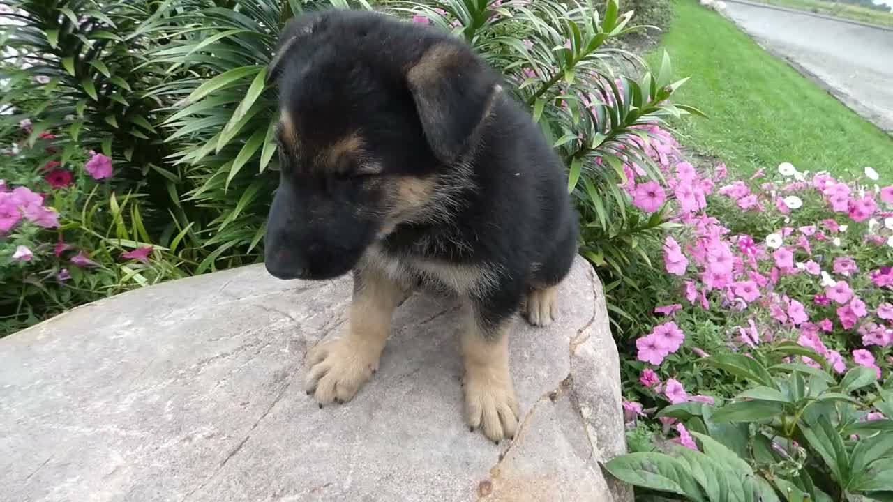 German Shepherd dogs for sale: German Shepherd Jethro 8 - Video 1