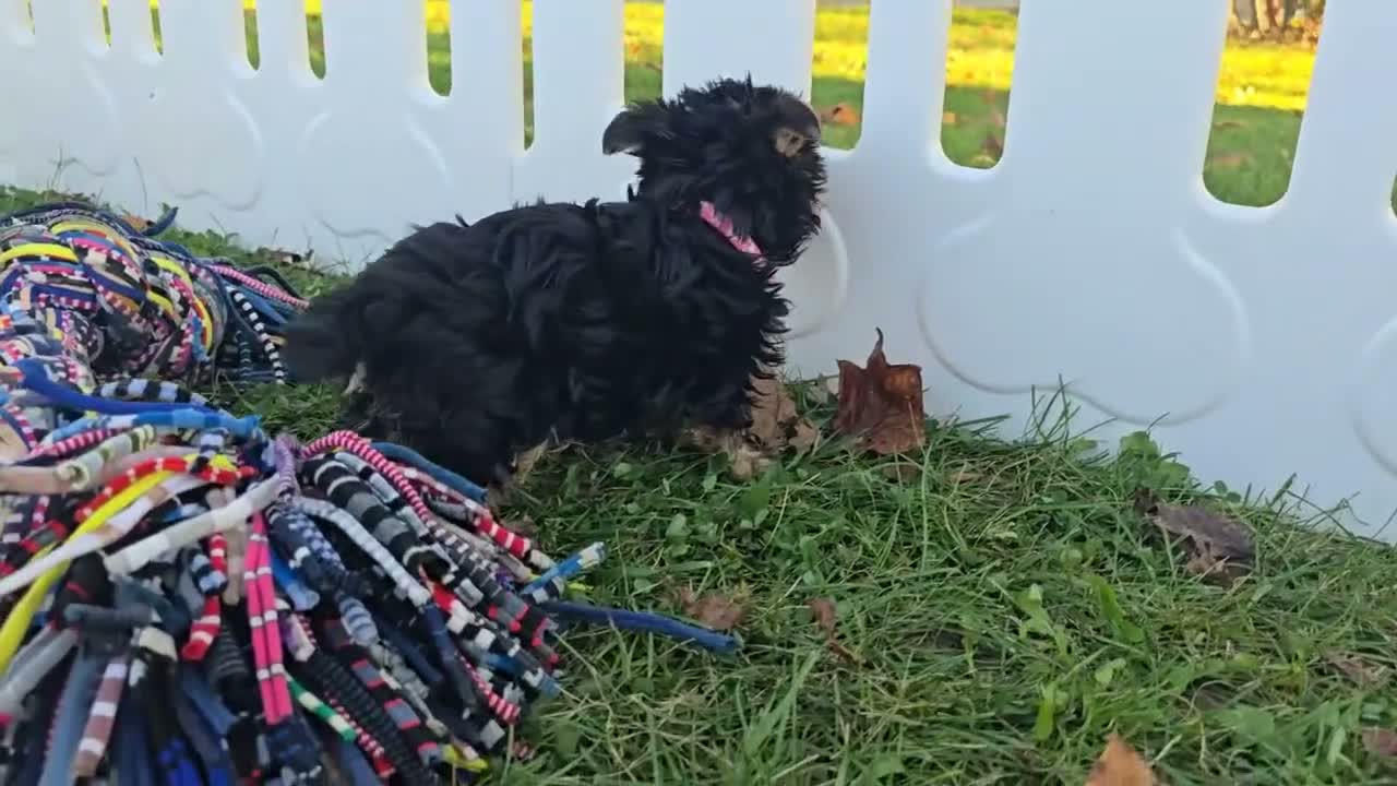Yorkshire Terrier dogs for sale: Yorkshire Terrier 1 - Video 1