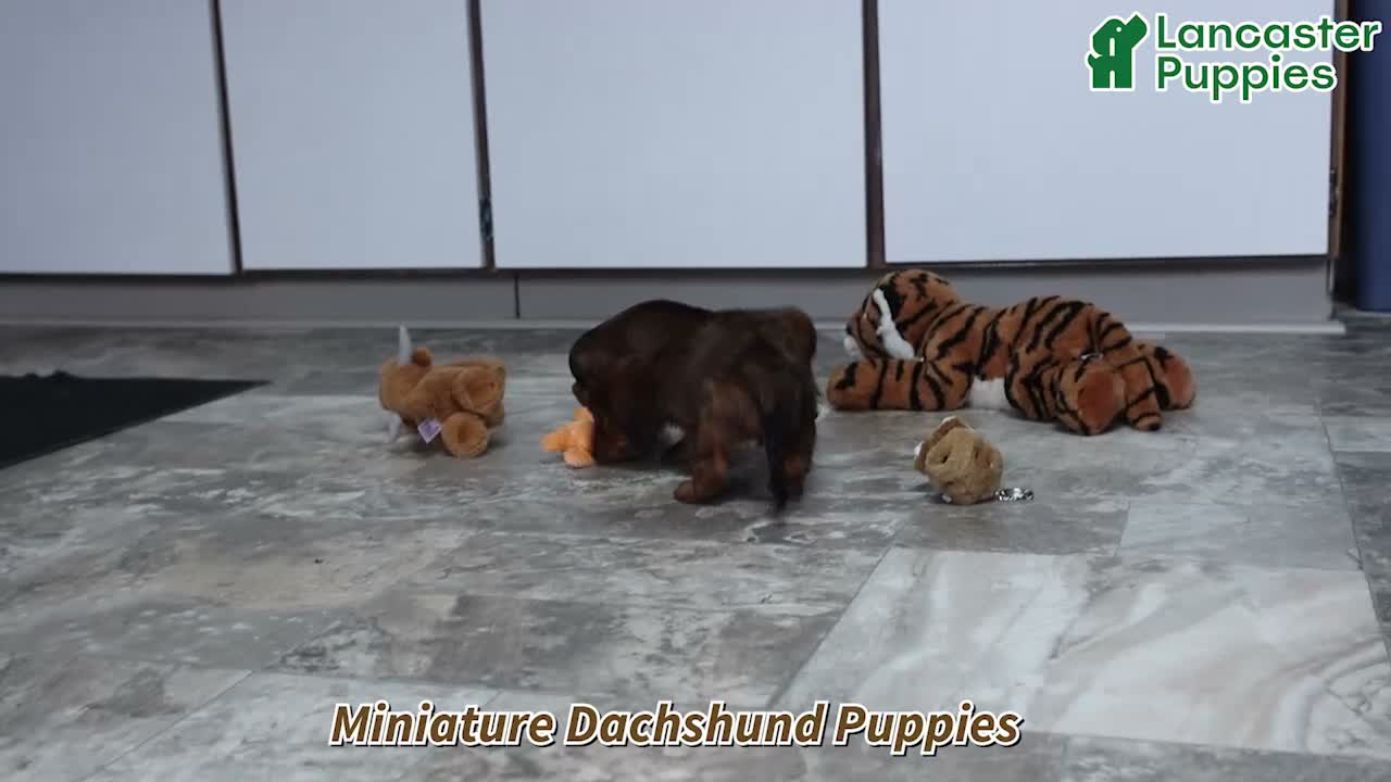 Miniature Dachshund dogs for sale: Dora - Video 1