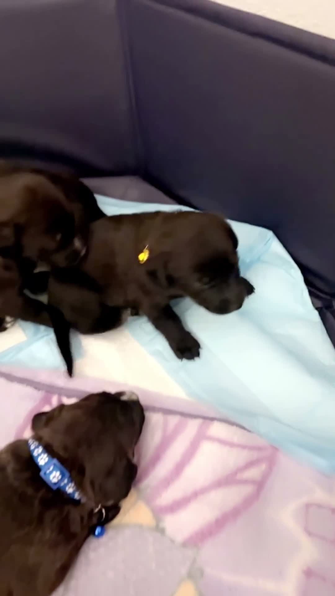 Mixed Breed dogs for sale: Purple - Video 3
