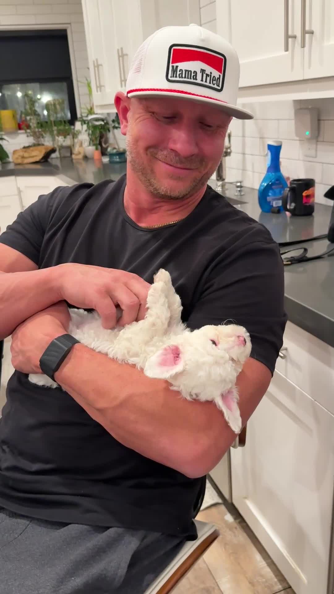 Cavapoo dogs for sale: Snow - Video 1