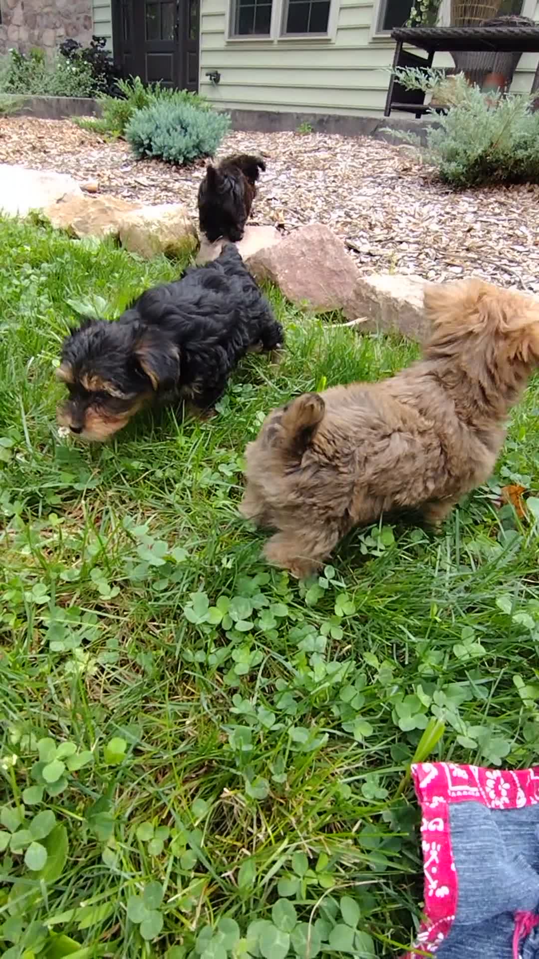 Yorkiepoo dogs for sale: Lila - Video 2