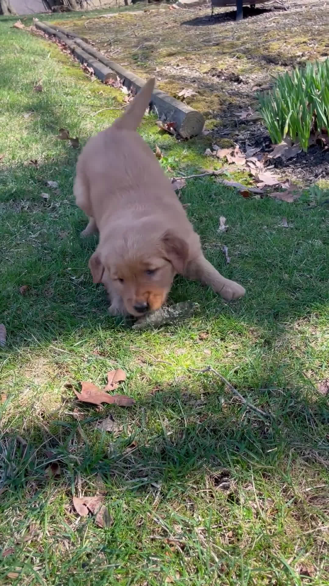 Golden Retriever dogs for sale: Duke - Video 6