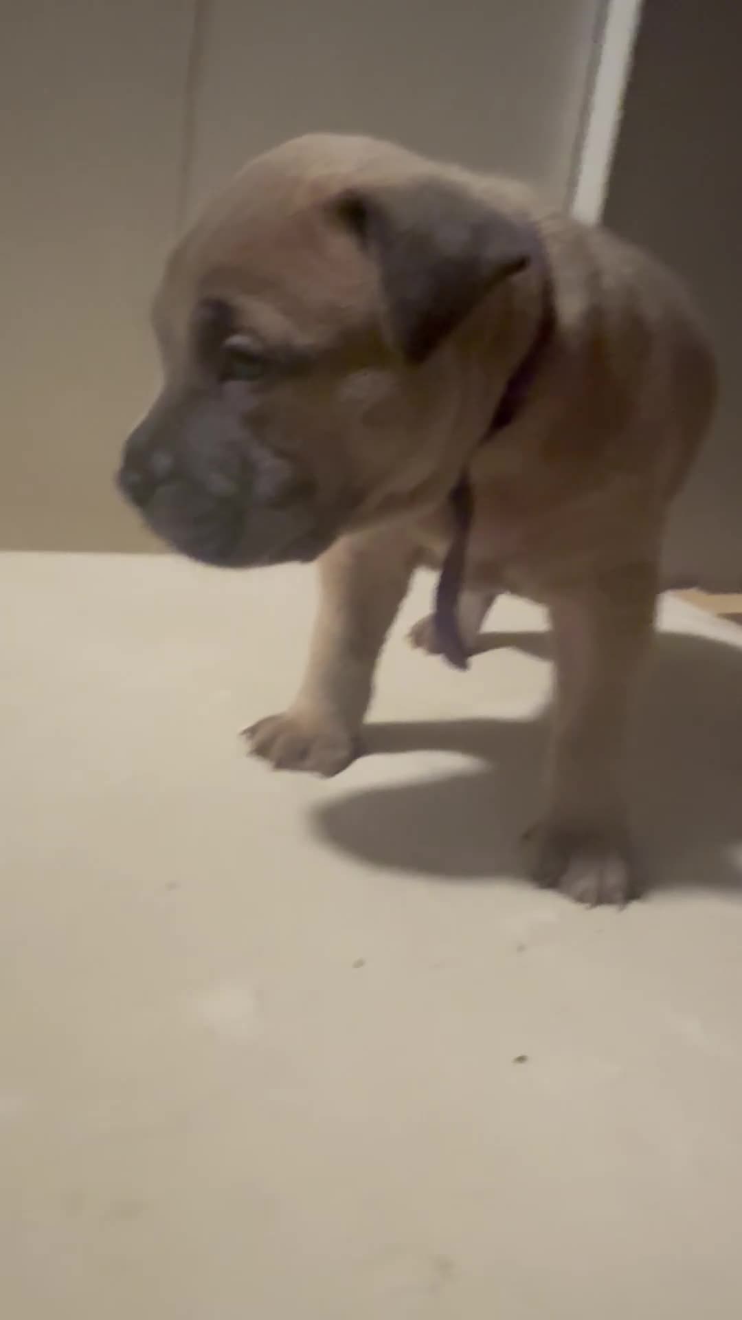 Mixed Breed dogs for sale: Lyla - Video 1