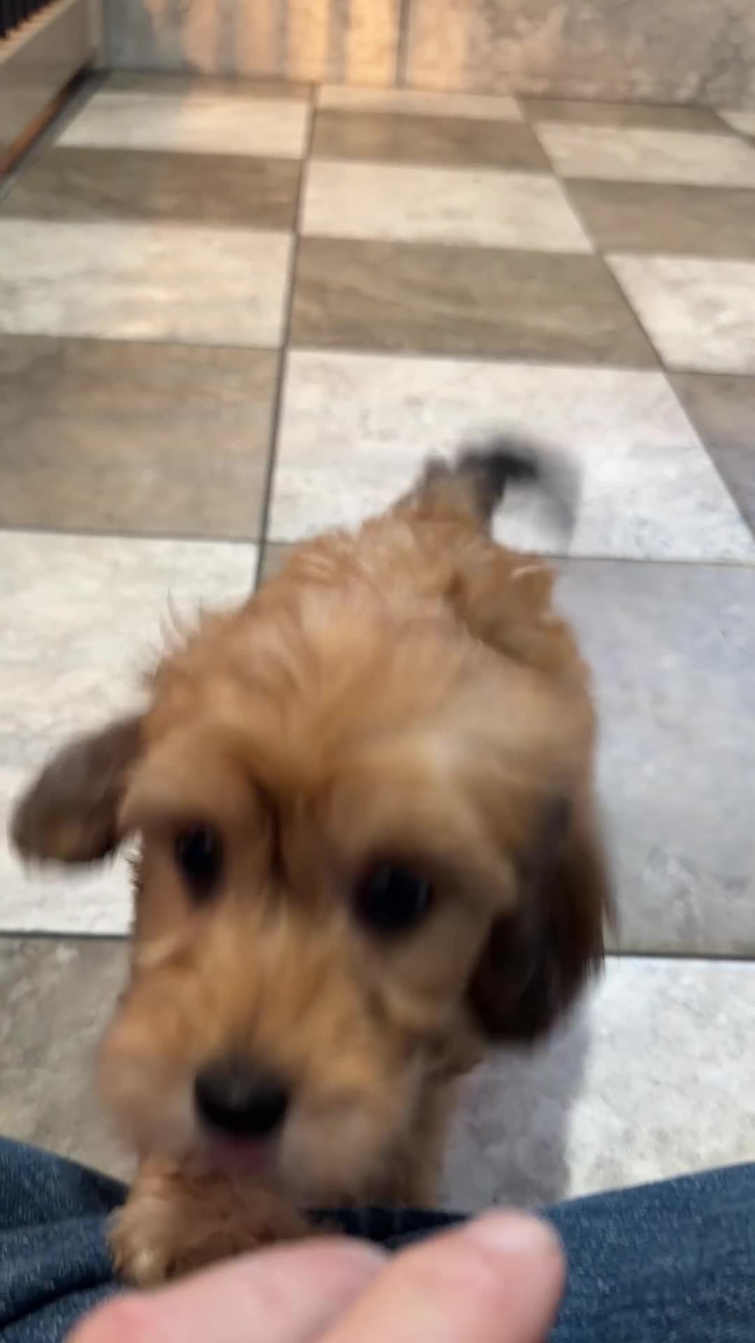 Mixed Breed dogs for sale: James - Video 1