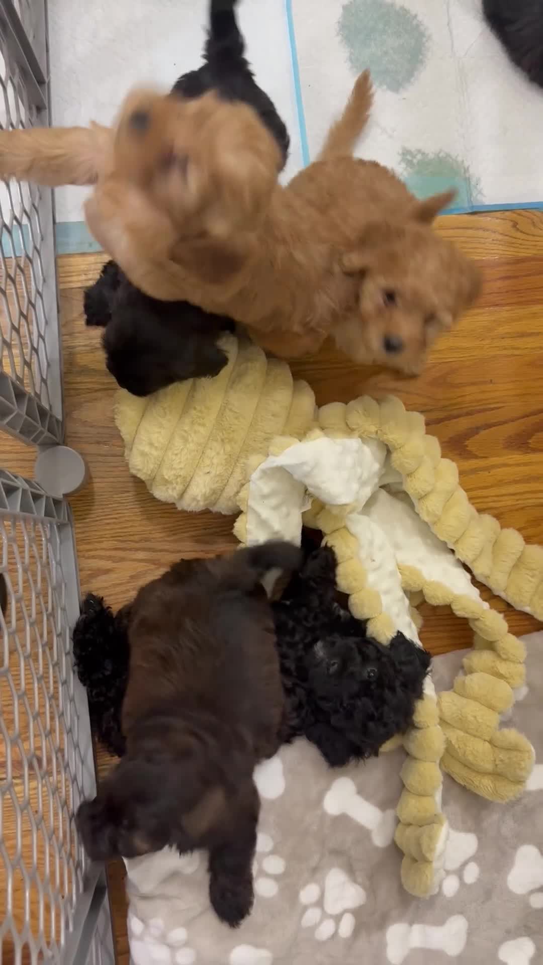Mixed Breed dogs for sale: Mixed Breed 3 - Video 3