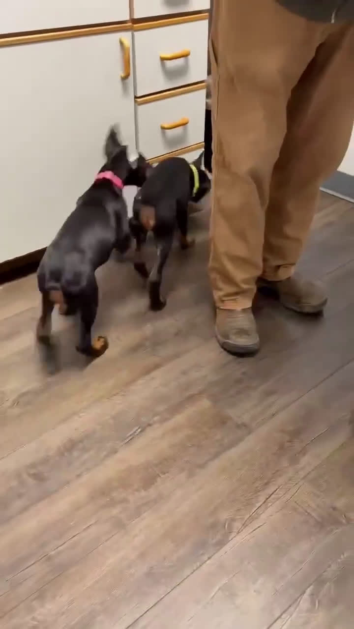 Doberman Pinscher dogs for sale: Female with ear crop - Video 2