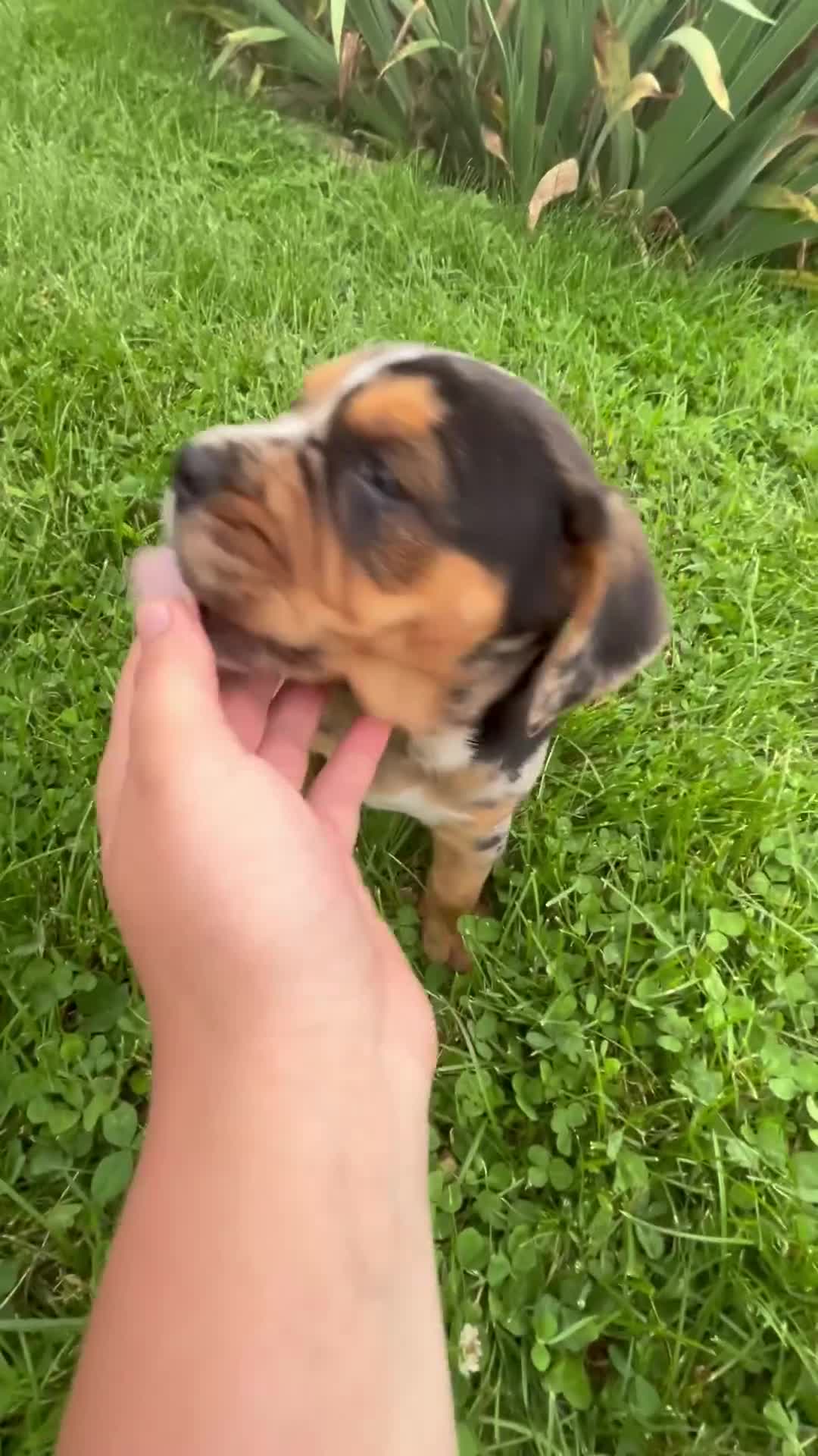 Beabull dogs for sale: Daisy - Video 1
