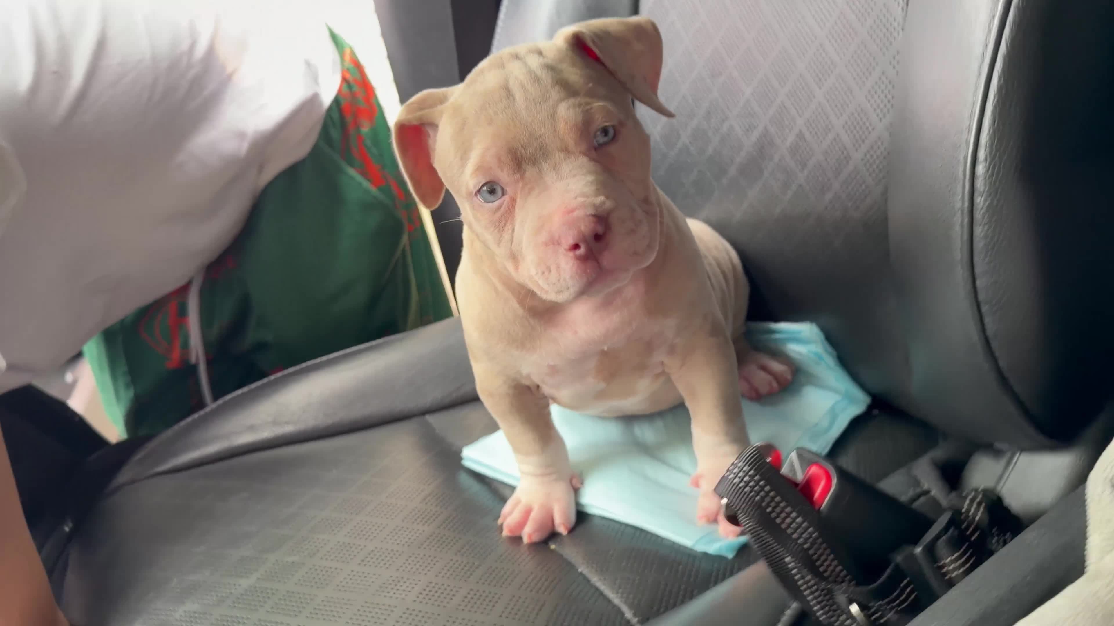 American Bully dogs for sale: Merle boy - Video 1