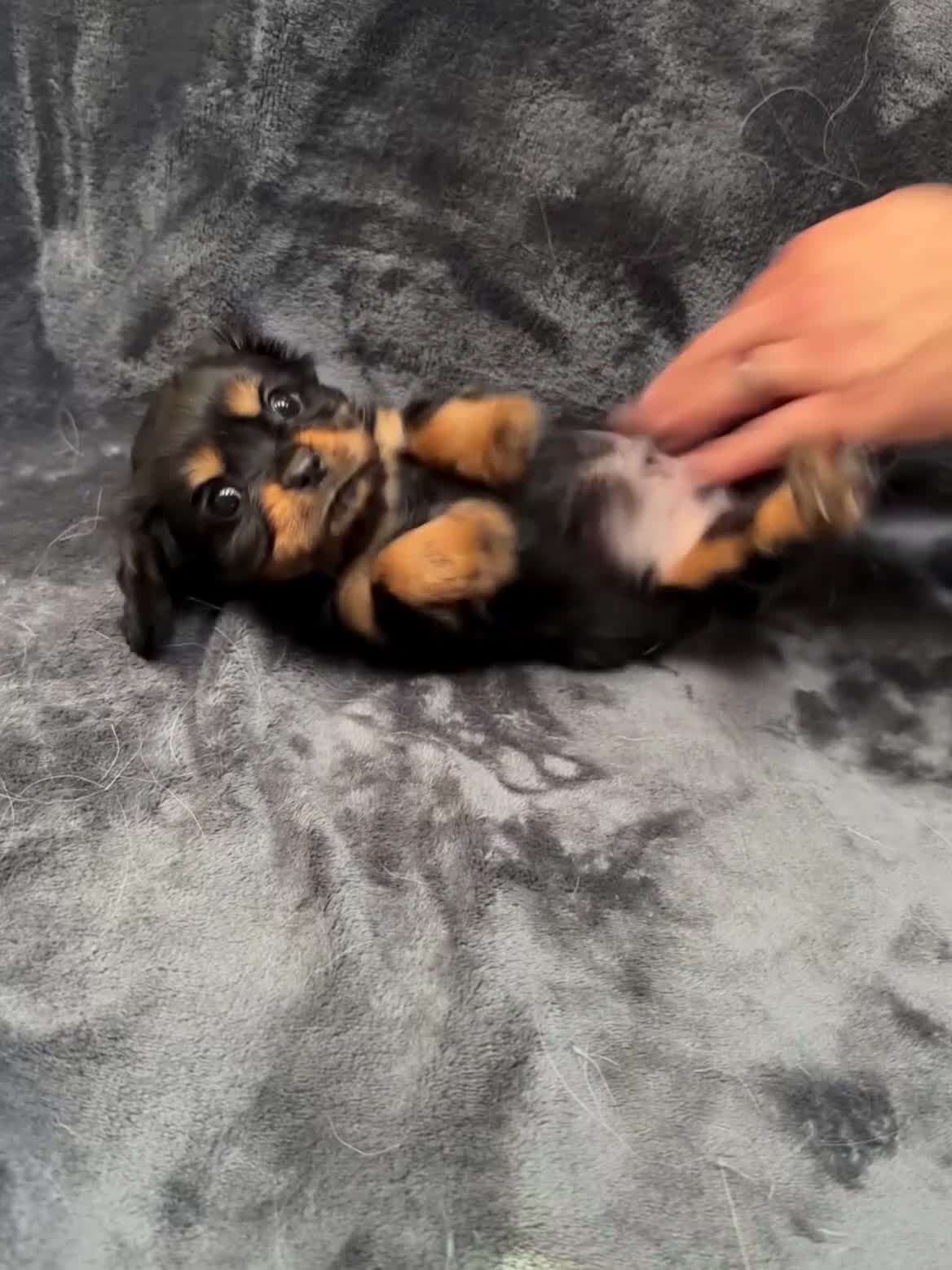 Cavalier King Charles Spaniel dogs for sale: Cavalier King Charles Spaniel 2 - Video 1