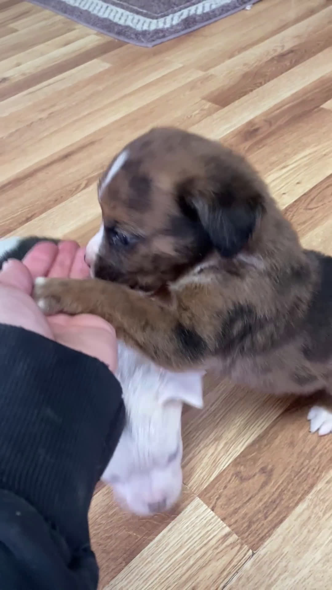 Mixed Breed dogs for sale: Lani - Video 2