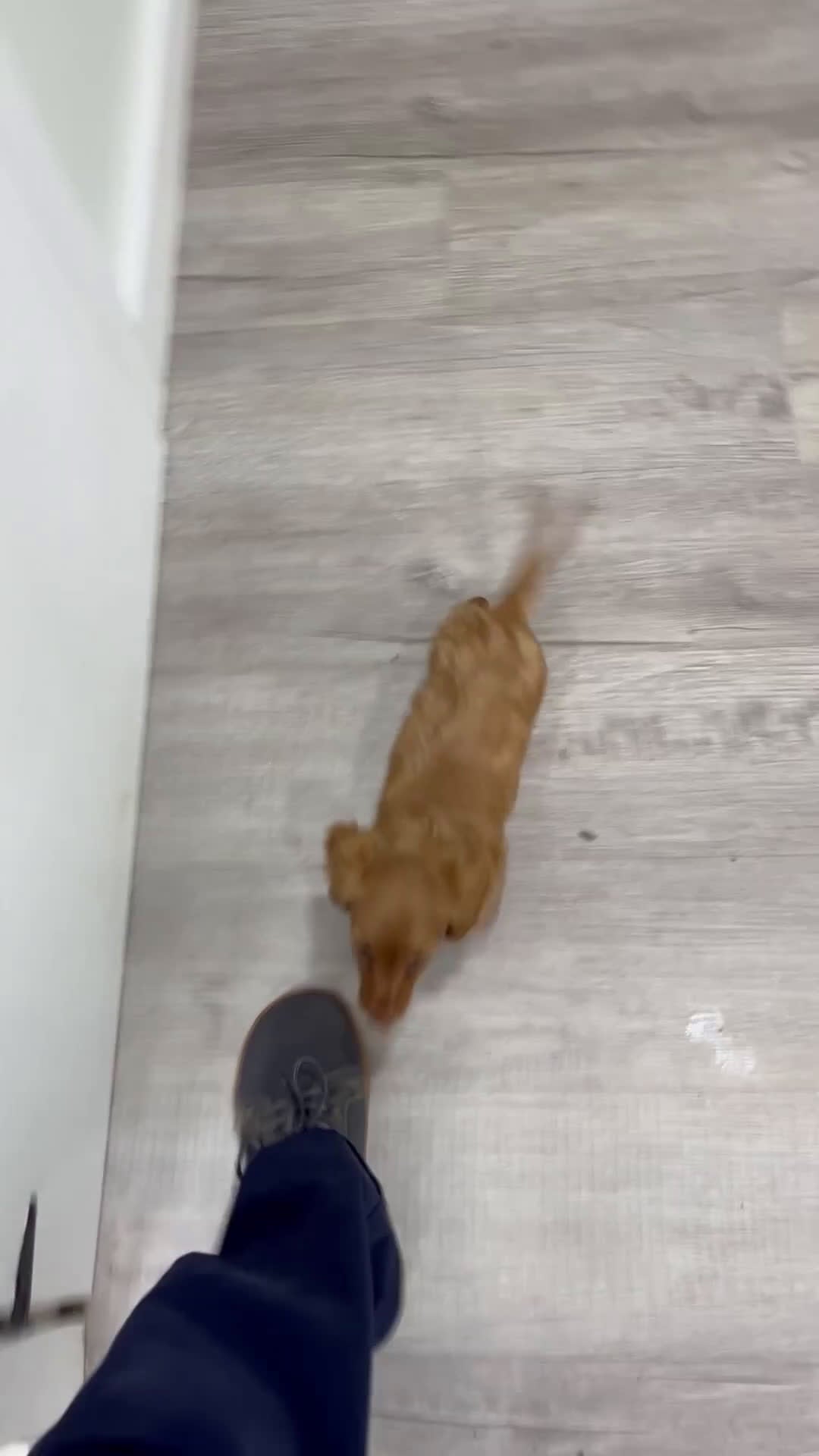 Miniature Dachshund dogs for sale: Ginger - Video 1