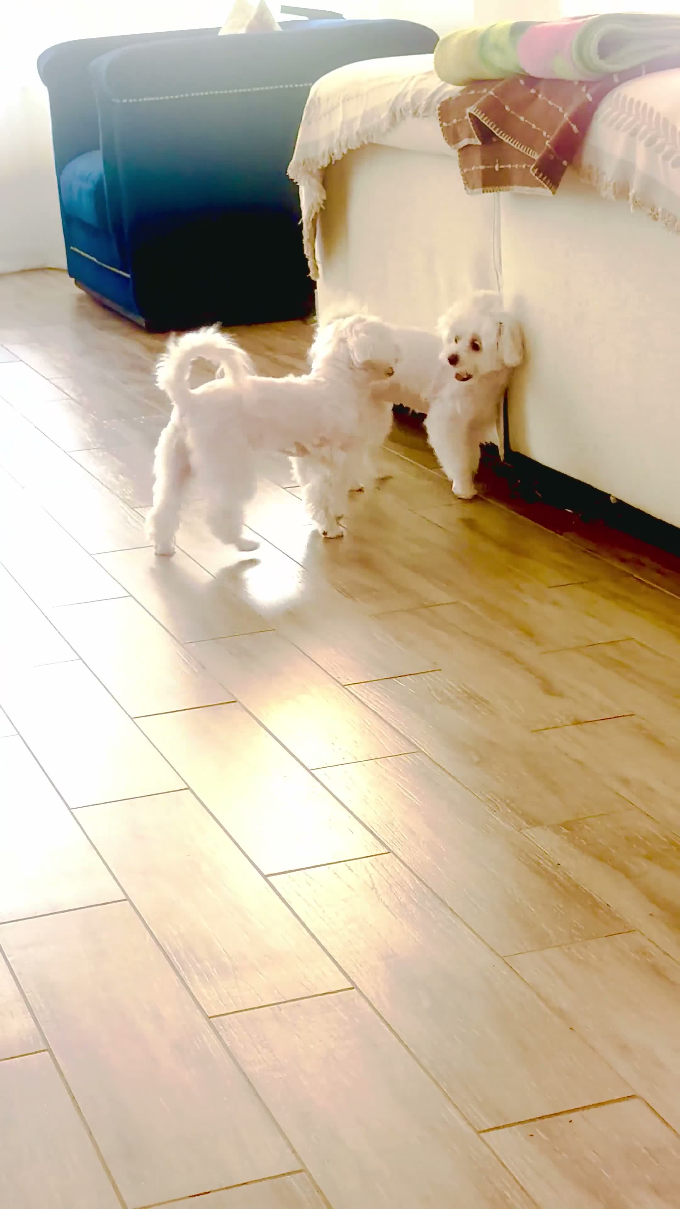 Maltese dogs for sale: Coco - Video 1