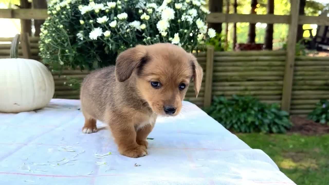 Mixed Breed dogs for sale: Sadie - Video 1
