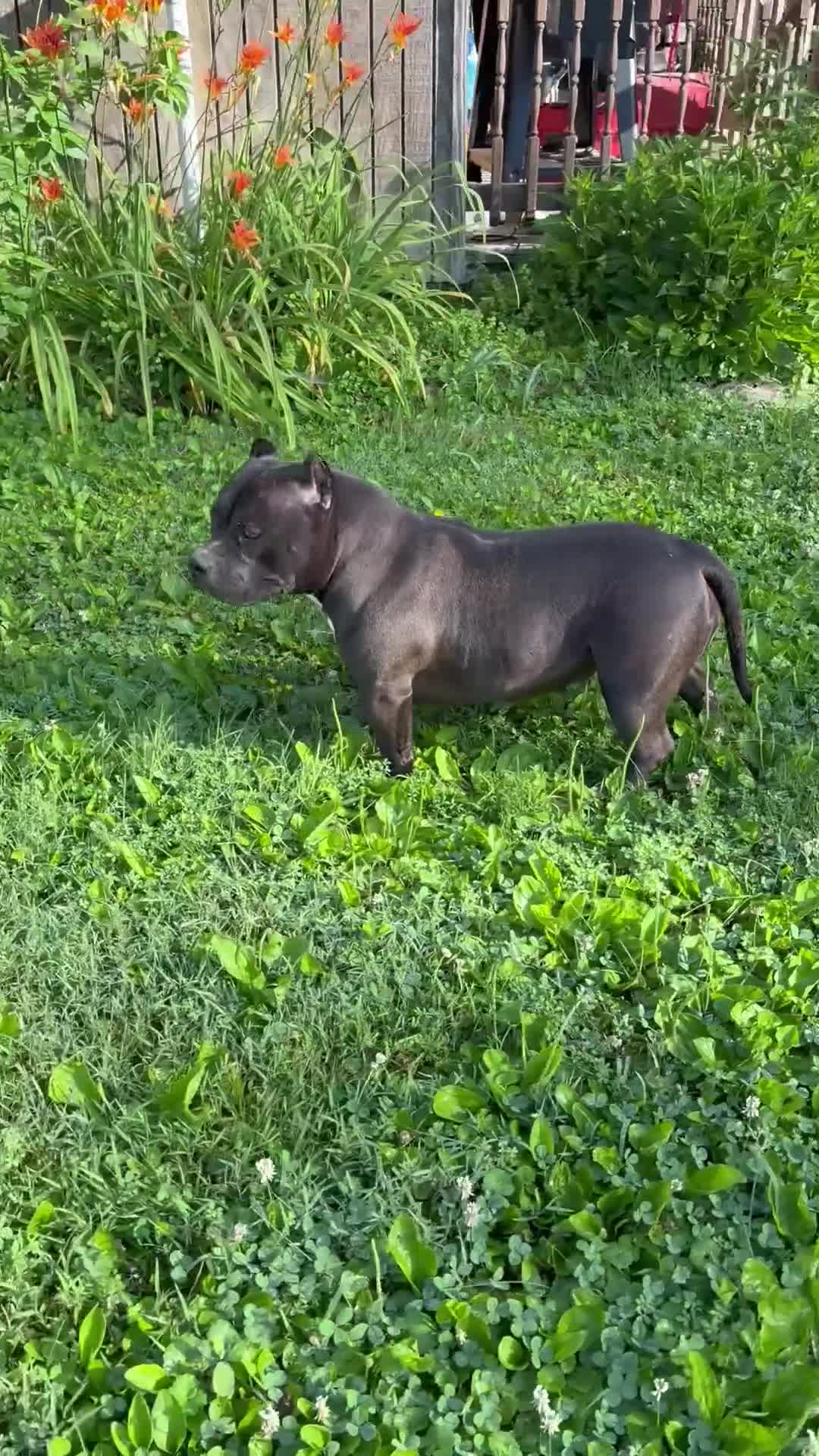American Bully dogs for sale: Bella - Video 1