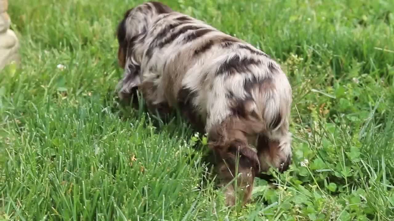 Cocker Spaniel dogs for sale: Clark - Video 4
