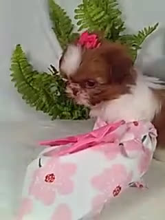Shih Tzu dogs for sale: Baby - Video 1