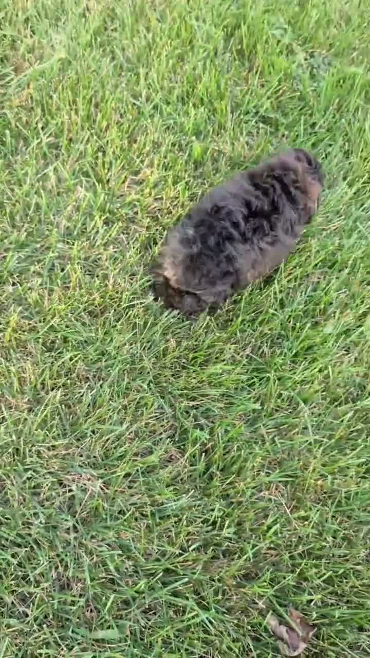 Toy Poodle dogs for sale: Carter - Video 1