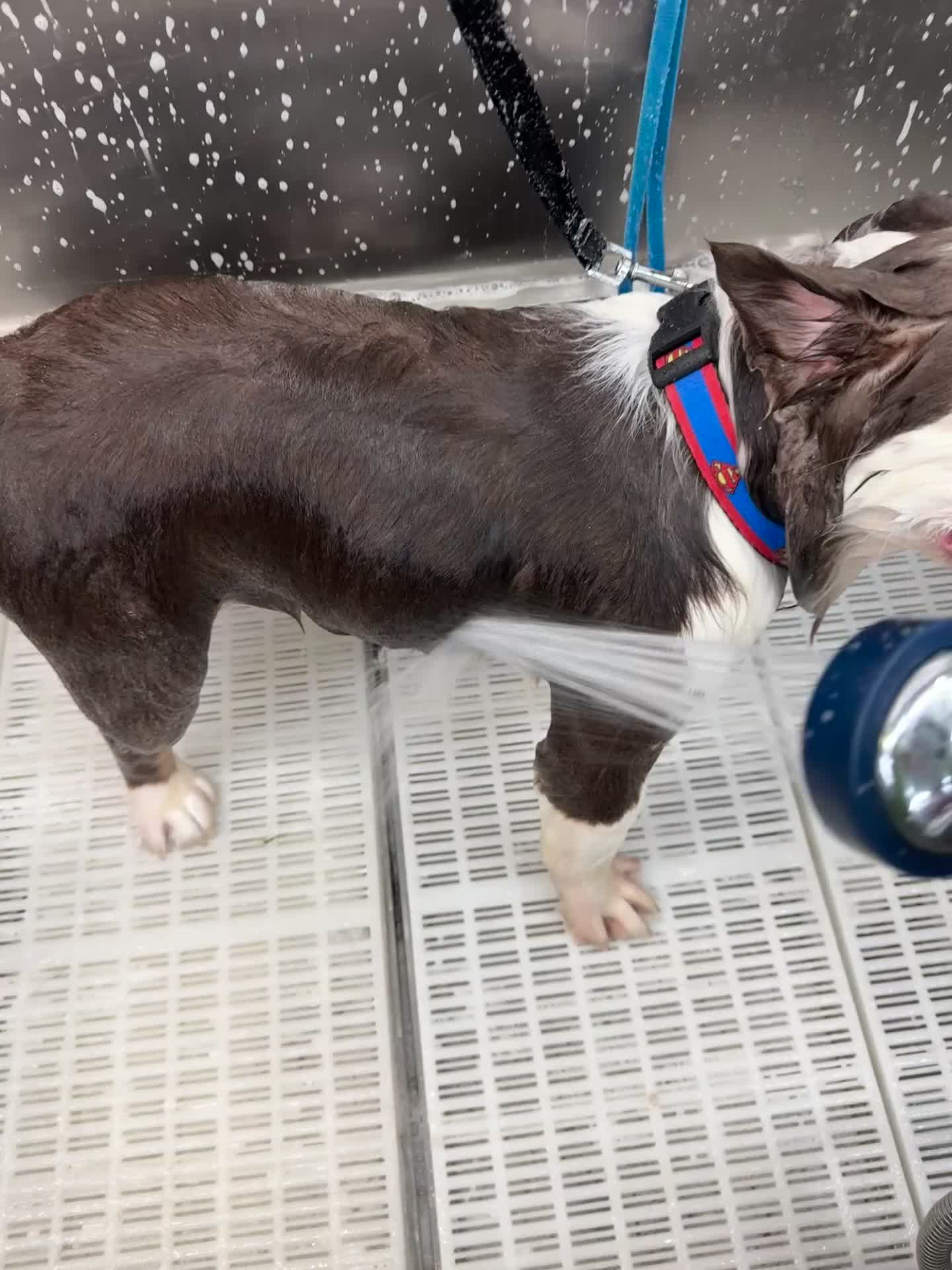 French Bulldog dogs for stud: Mr. Omg - Video 2