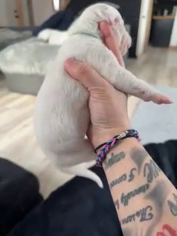 Dogo Argentino dogs for sale: Teal collar female  - Video 1