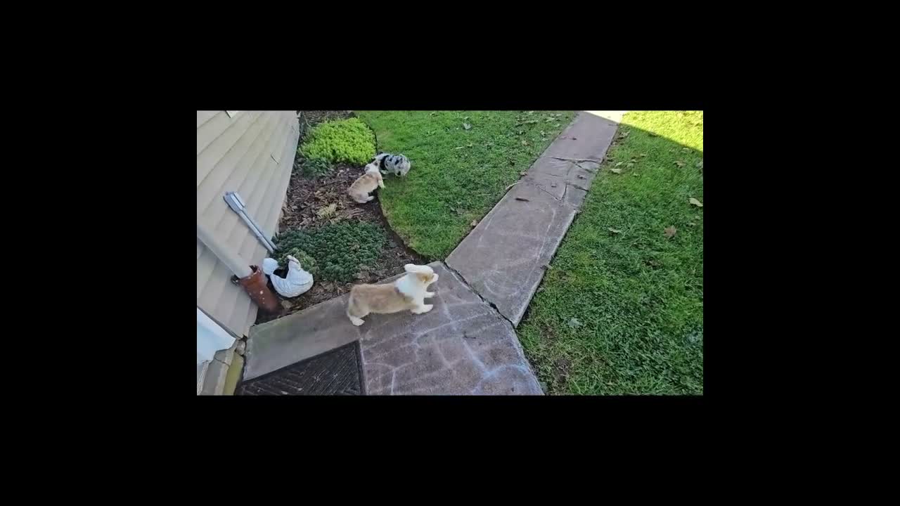 Welsh Corgi Pembroke dogs for sale: Seth - Video 1