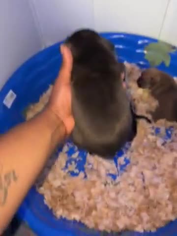 American Bully dogs for sale: American Bully Black Ghost Tri Male - Video 1
