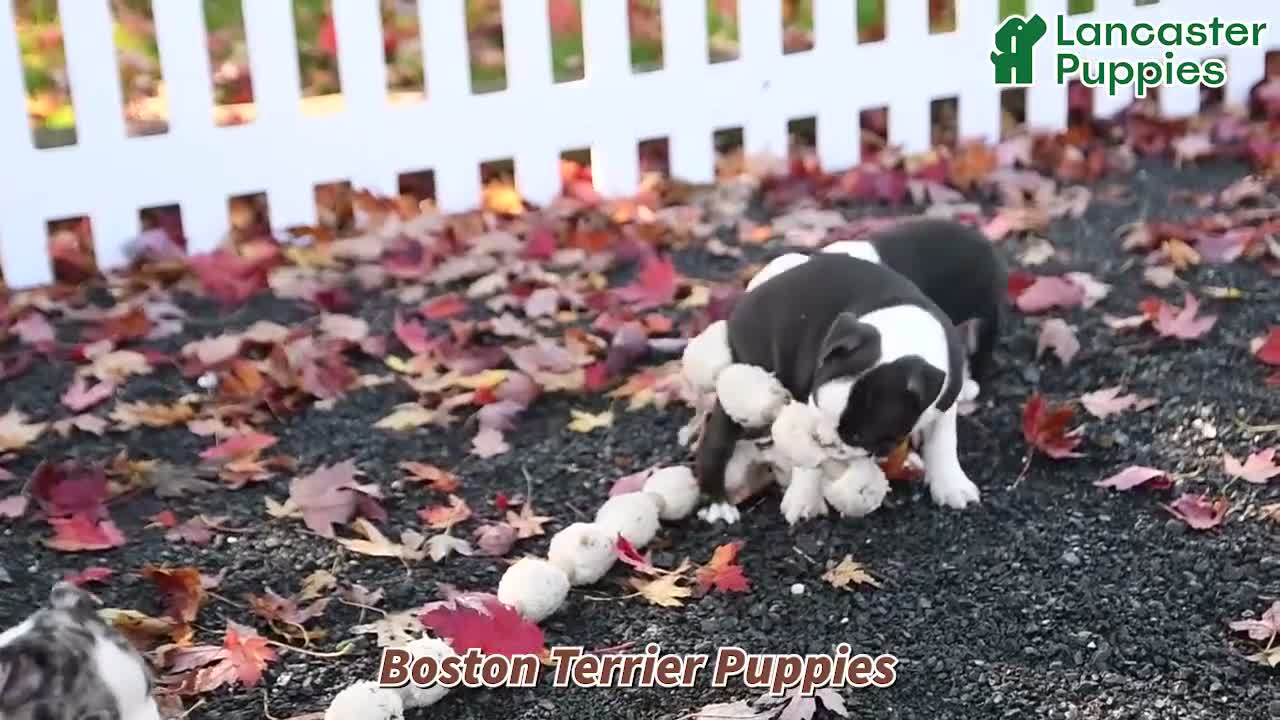 Boston Terrier dogs for sale: Nutella - Video 1