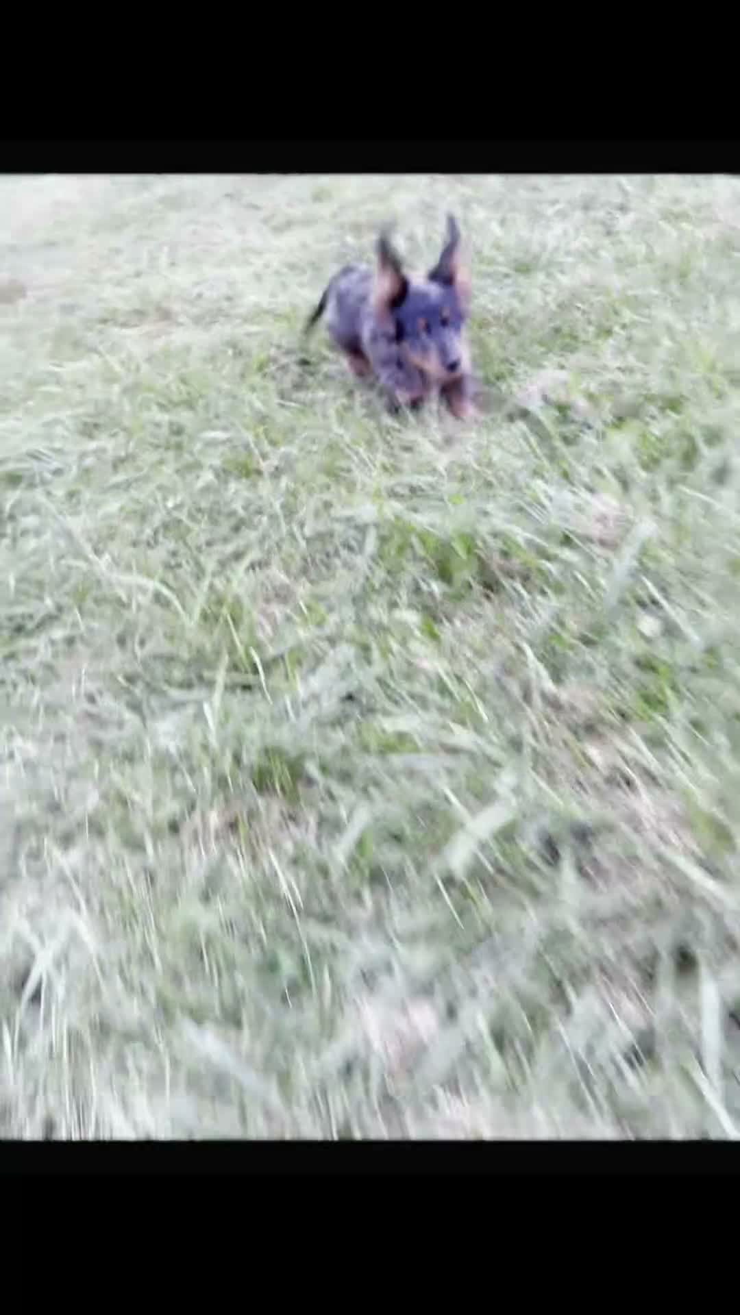 Miniature Dachshund dogs for sale: Maxco - Video 1
