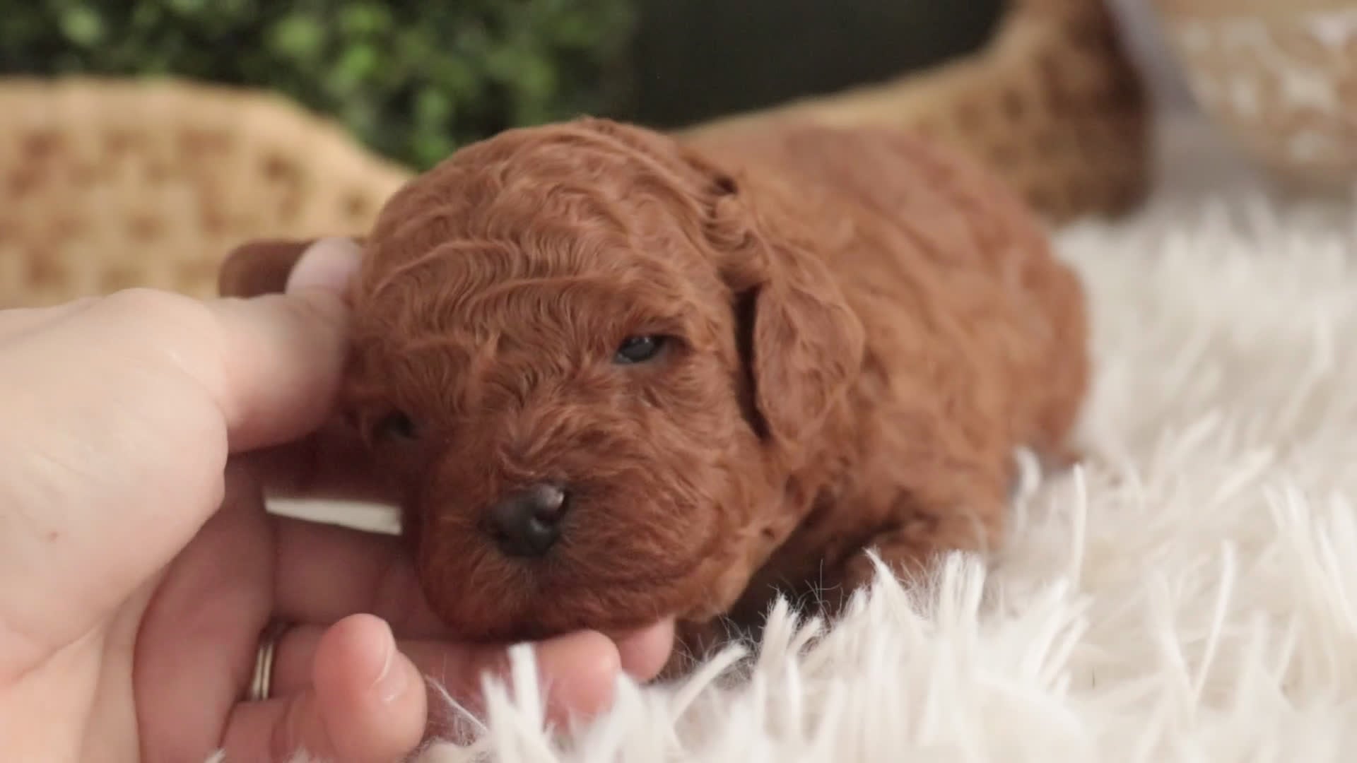 Miniature Poodle dogs for sale: Corbin - Video 1