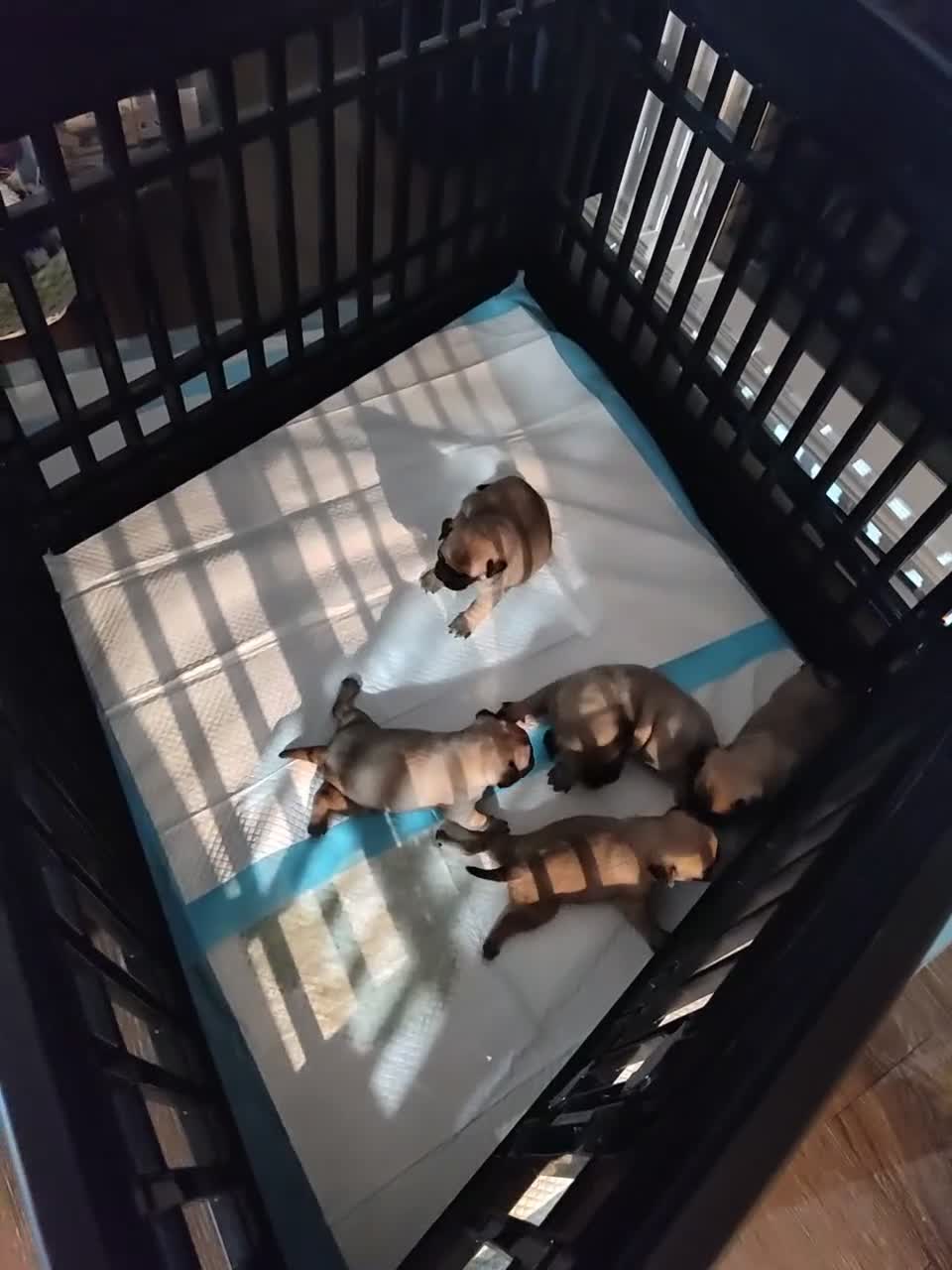 Pug dogs for sale: Bosso - Video 1