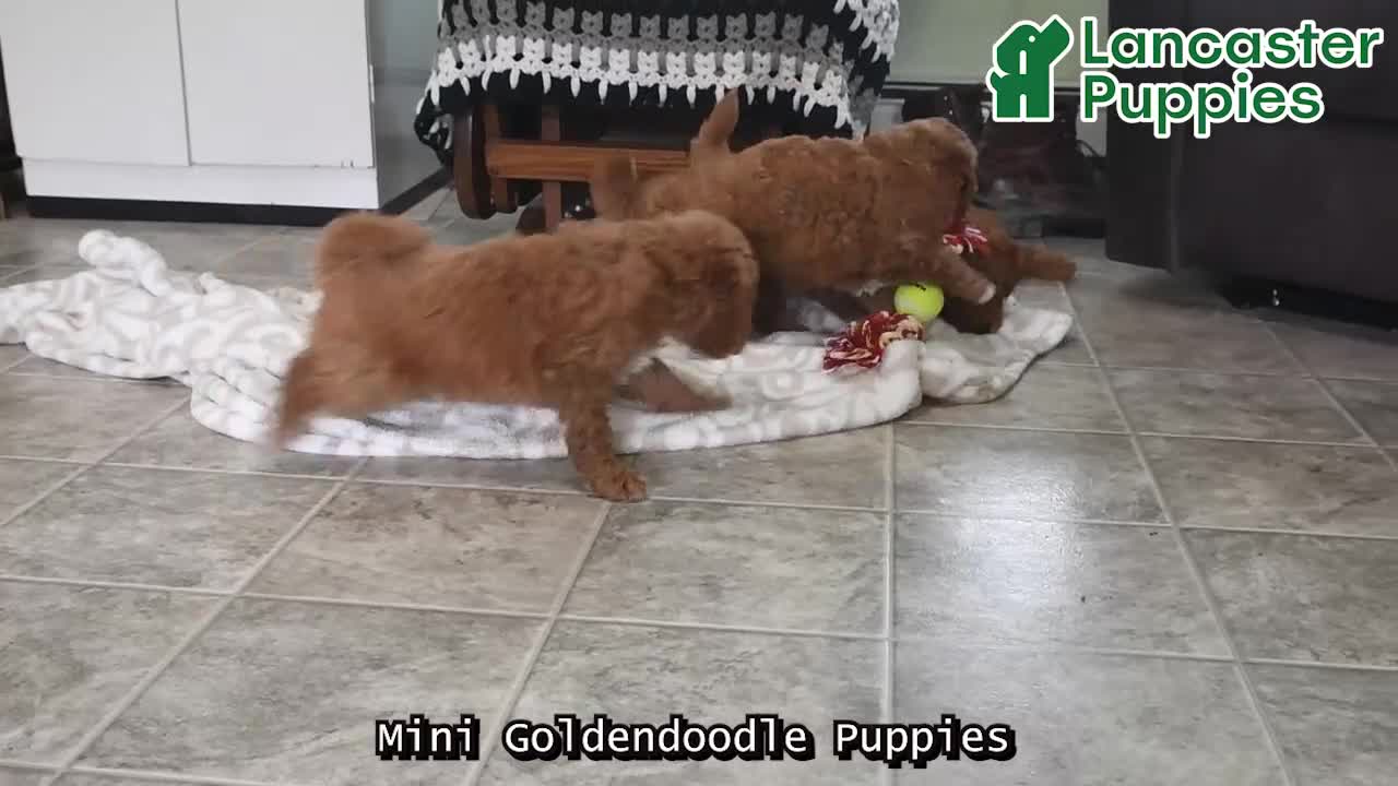 Mini Goldendoodle dogs for sale: Rascal - Video 1