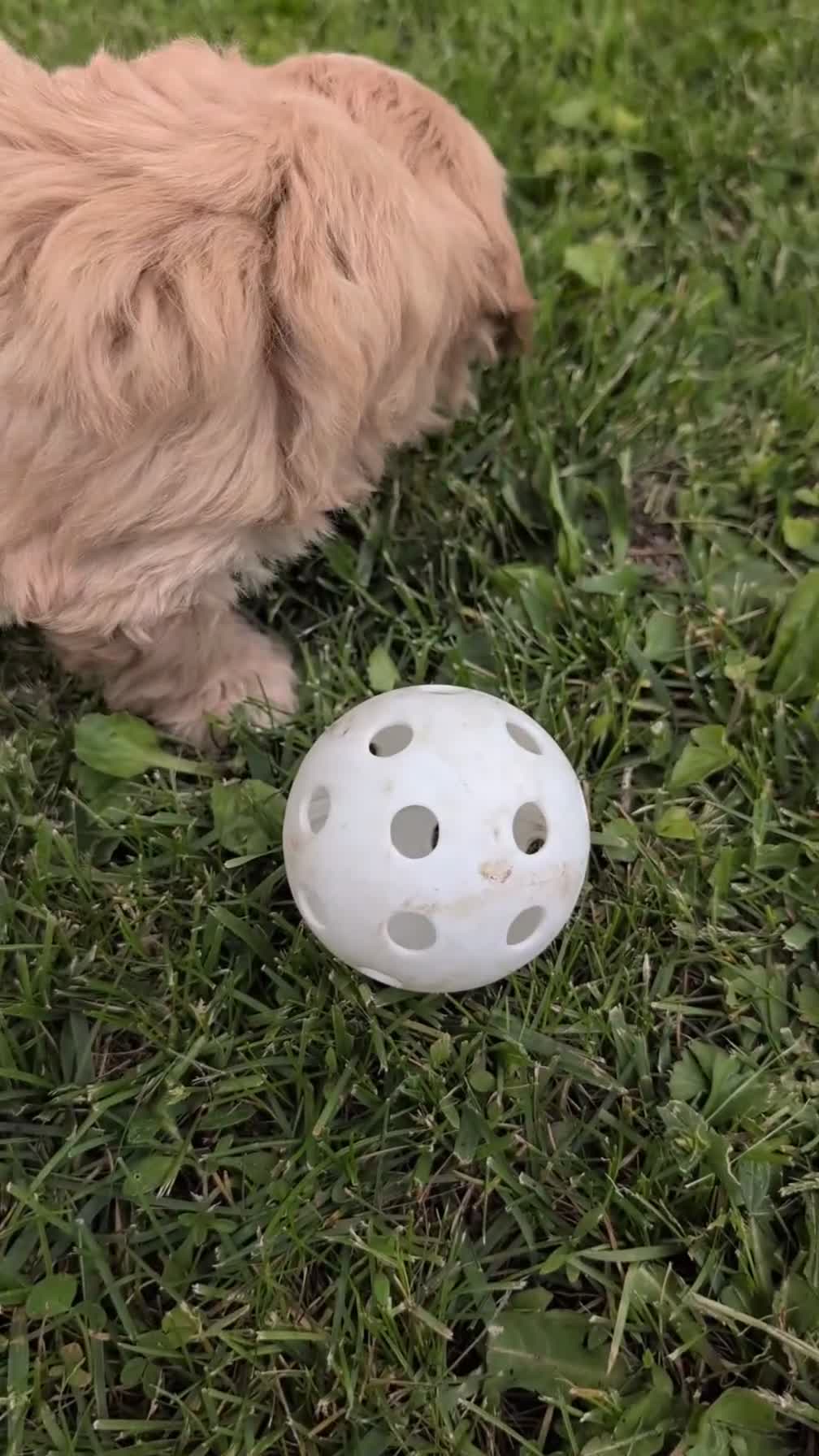Havapoo dogs for sale: Turbo - Video 1