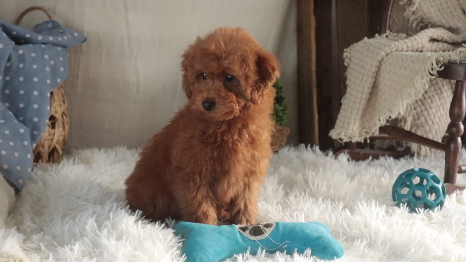 Miniature Poodle dogs for sale: Farley - Video 1