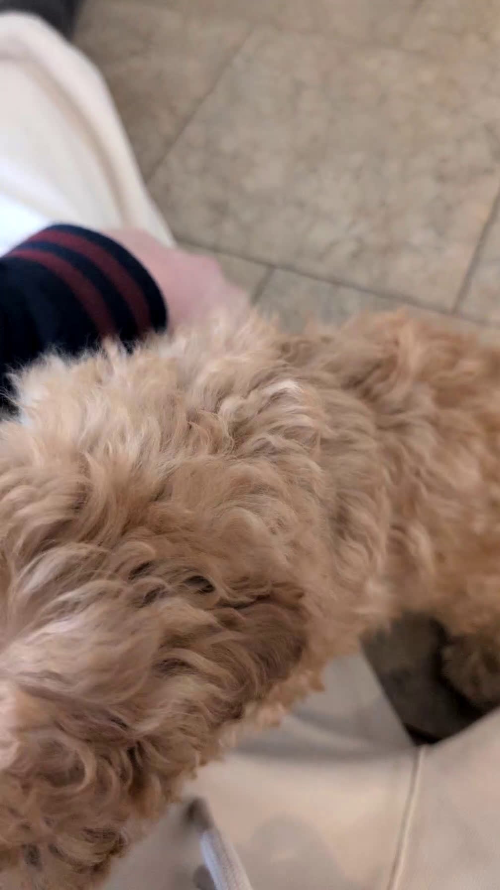 Toy Poodle dogs for sale: Carson - Video 1
