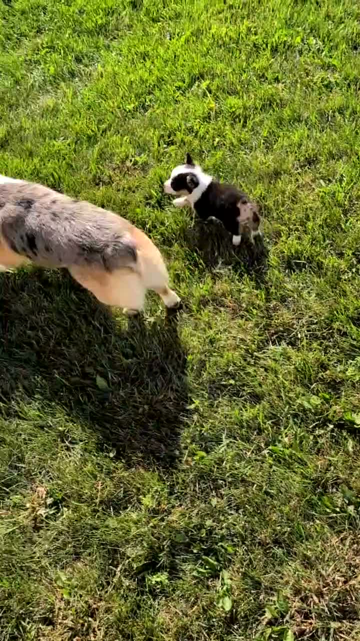 Welsh Corgi Pembroke dogs for sale: Willow - Video 2