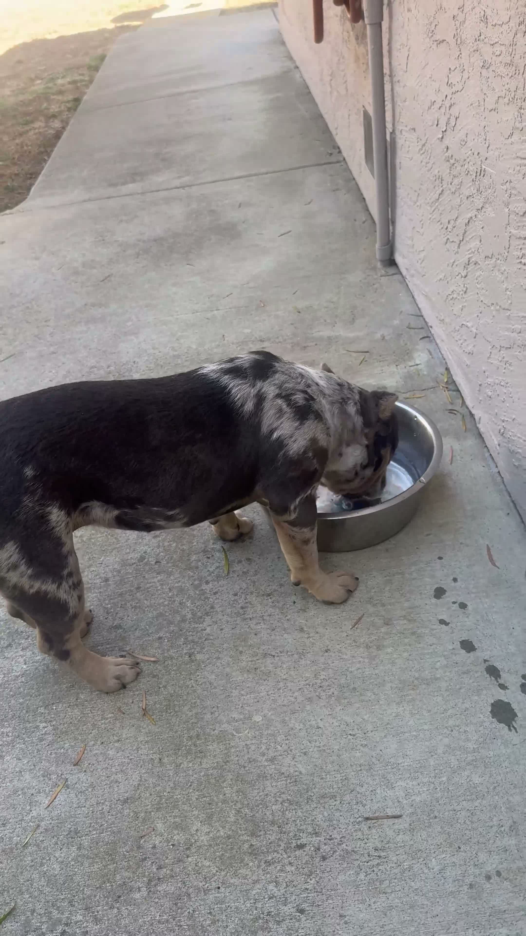 American Bully dogs for sale: American Bully 1 - Video 1
