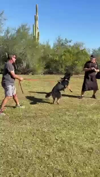 German Shepherd dogs for sale: Gina - Video 3