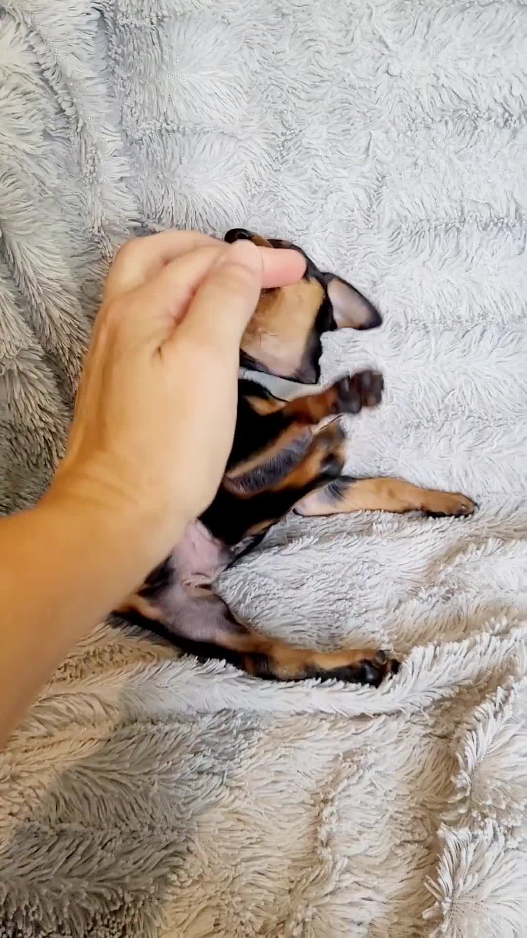 Miniature Pinscher dogs for sale: Paco - Video 1