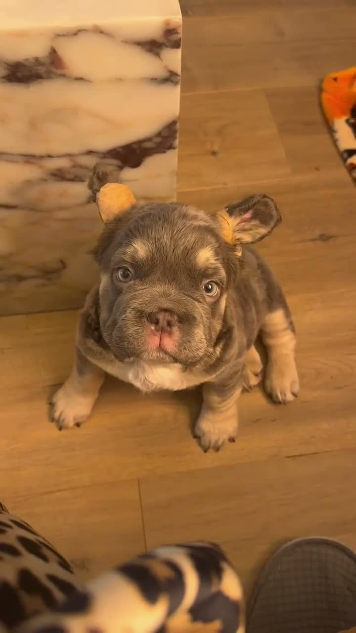 French Bulldog dogs for sale: Chapo the fluffy - Video 2