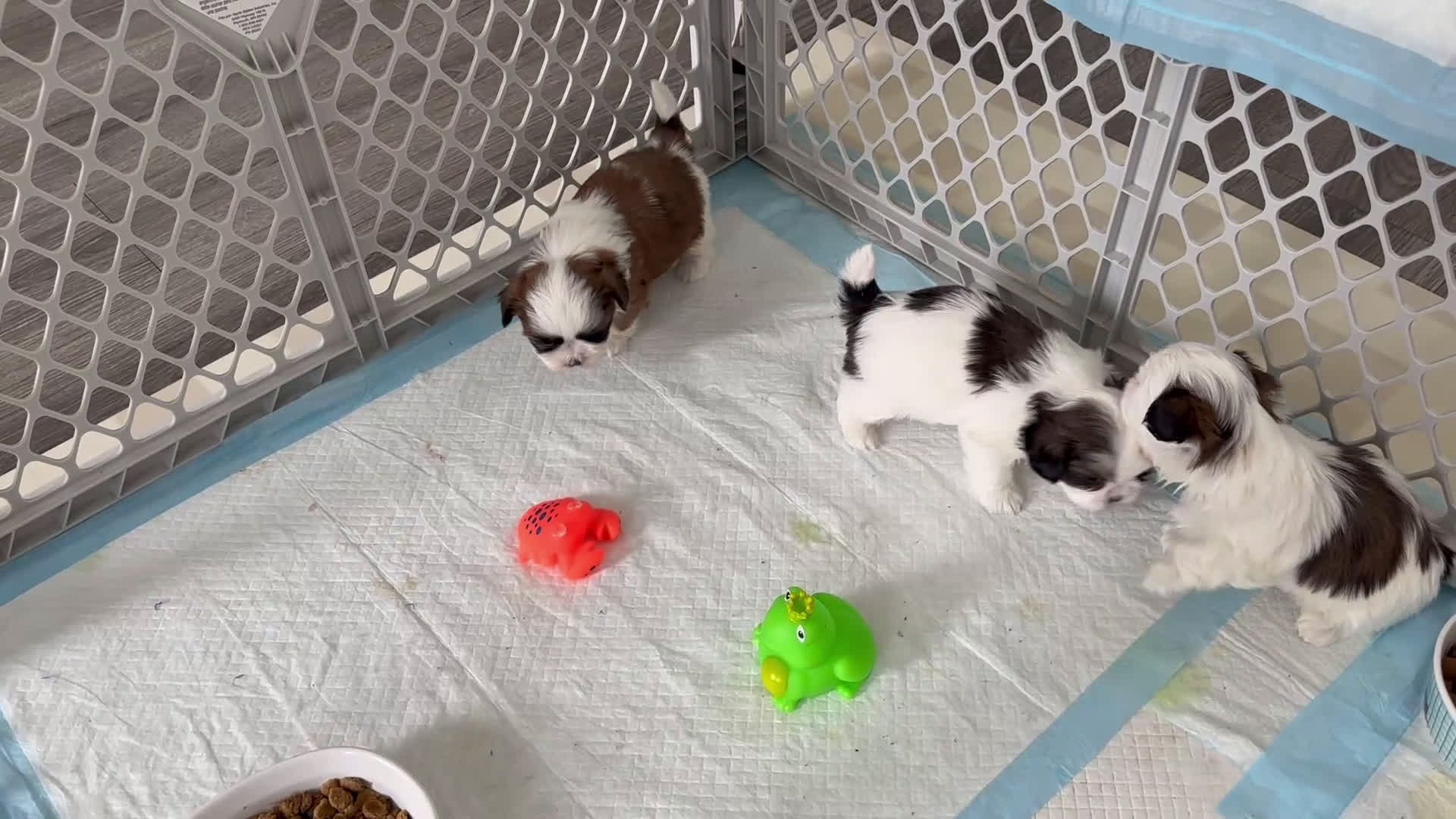 Shih Tzu dogs for sale: Shih Tzu Puppy 1 - Video 2