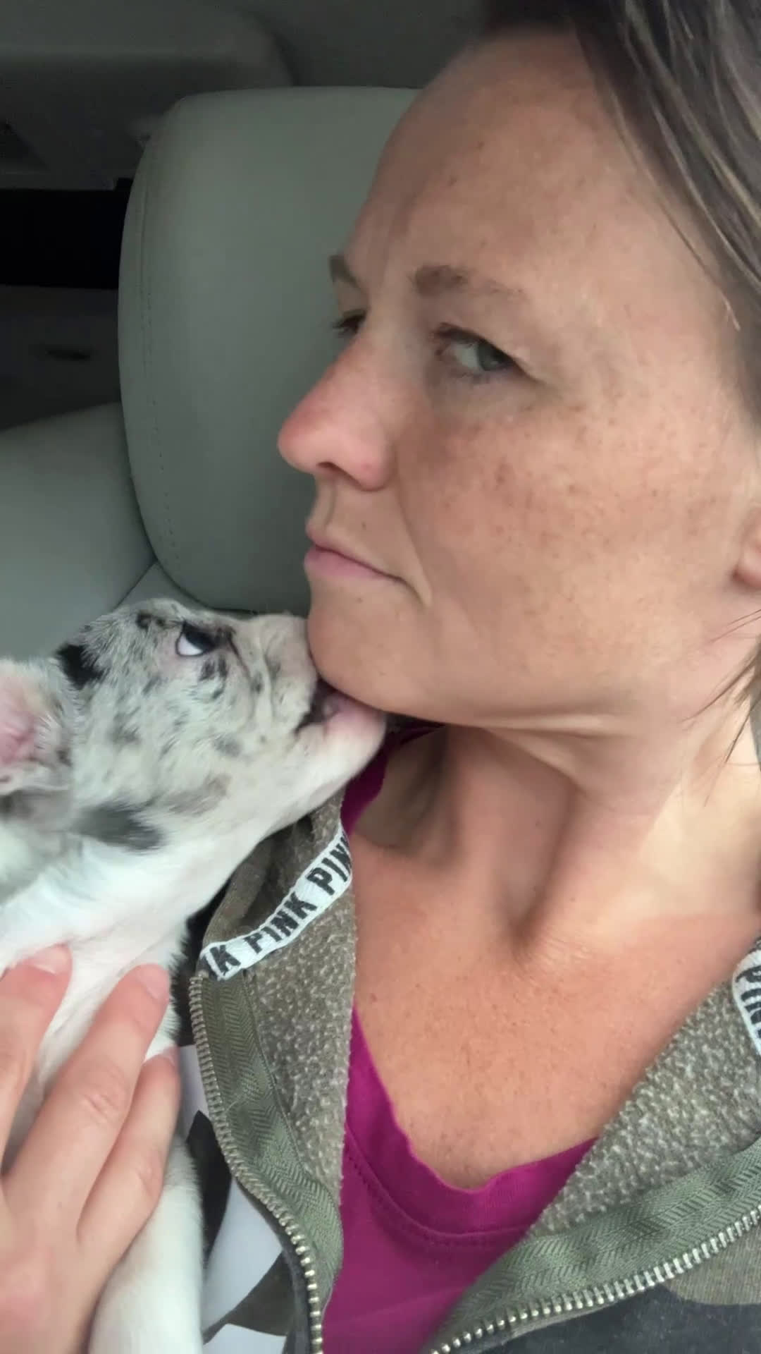 French Bulldog dogs for sale: Journey - Video 2