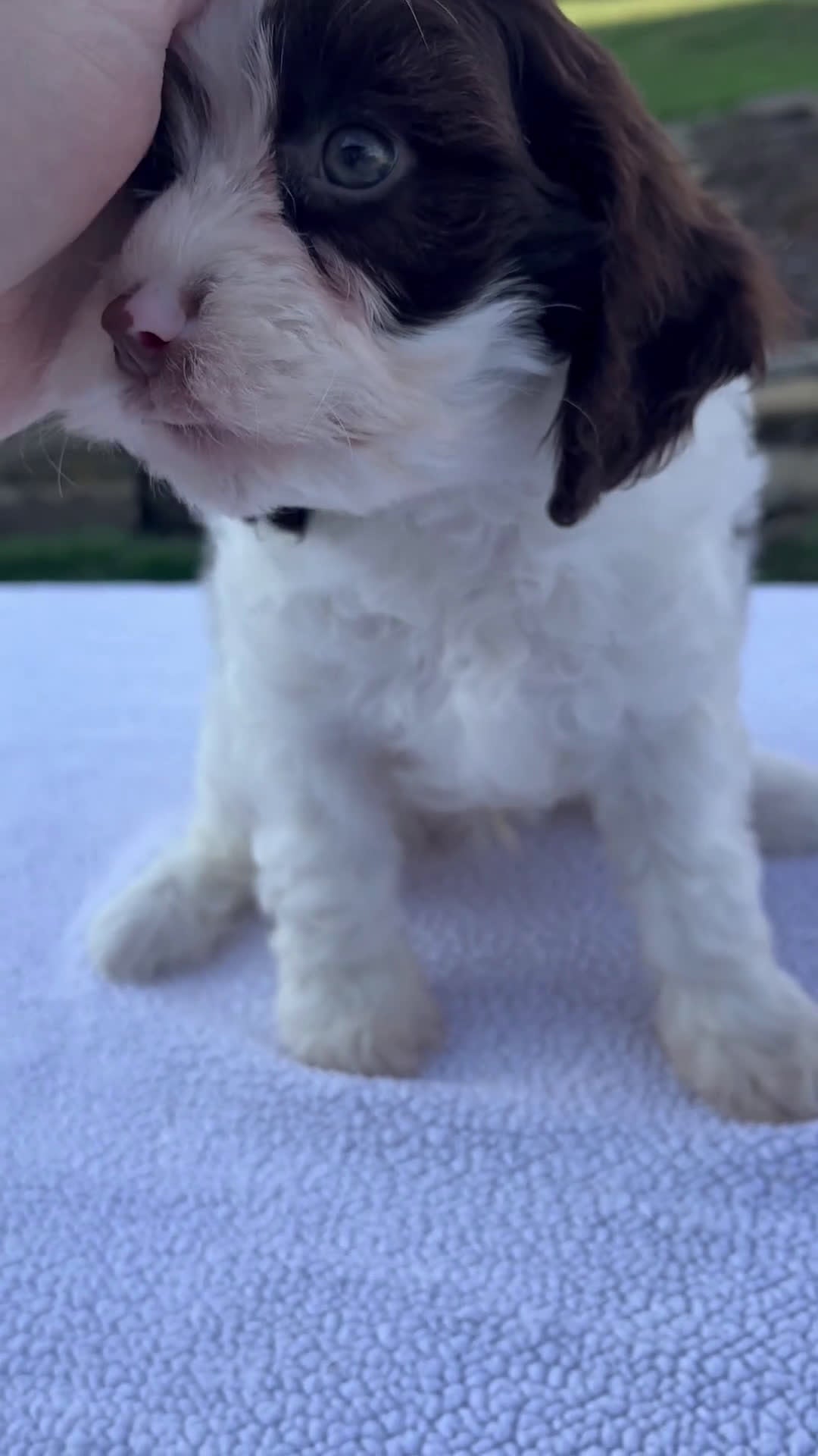 Cavapoo dogs for sale: Edison - Video 1