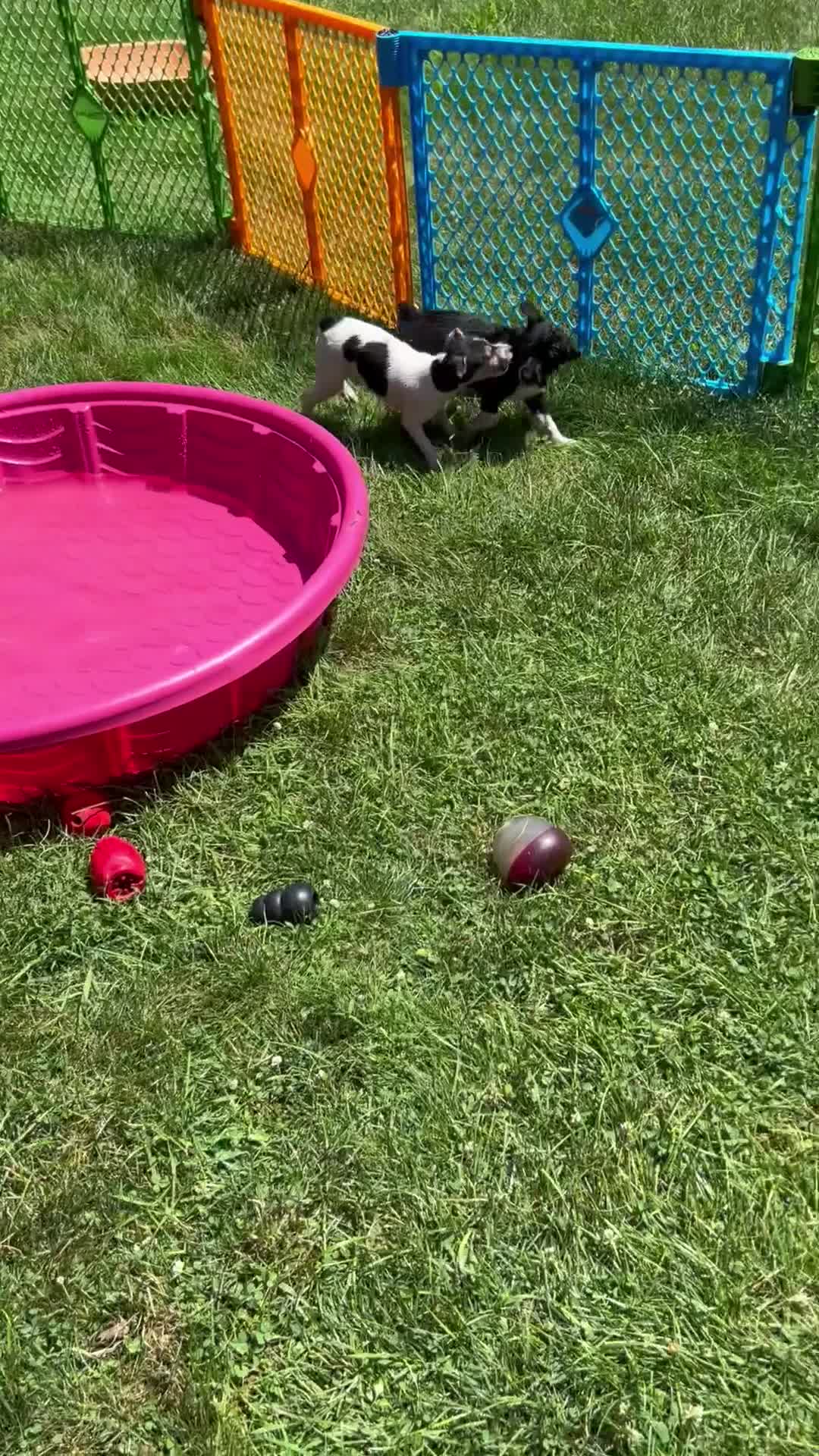 Rat Terrier dogs for sale: Abe - Video 1